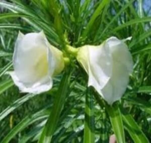 White kaner flowers
